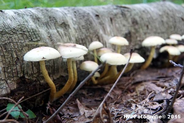 Henry-Wallinga©-Natuur-Paddestoelen-05