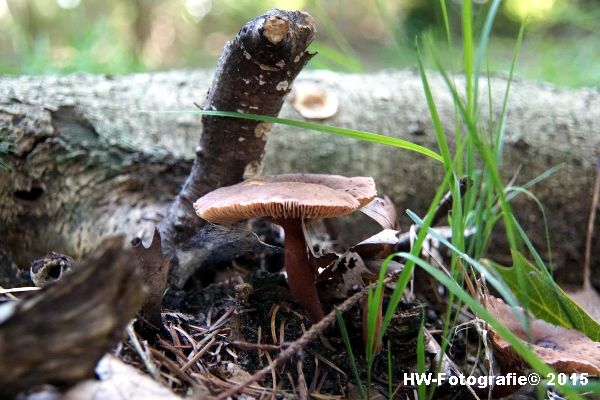 Henry-Wallinga©-Natuur-Paddestoelen-06