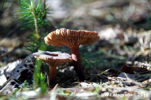 Henry-Wallinga©-Natuur-Paddestoelen-07