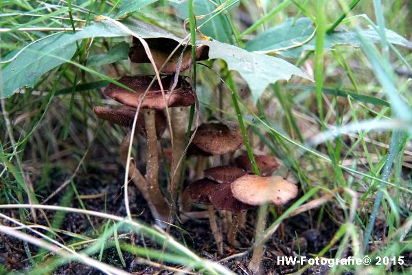 Henry-Wallinga©-Natuur-Paddestoelen-08