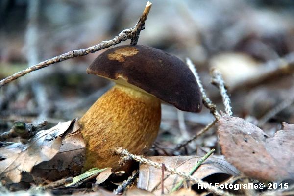 Henry-Wallinga©-Natuur-Paddestoelen-09