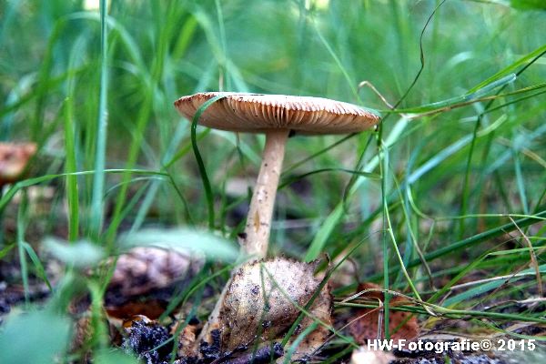 Henry-Wallinga©-Natuur-Paddestoelen-10