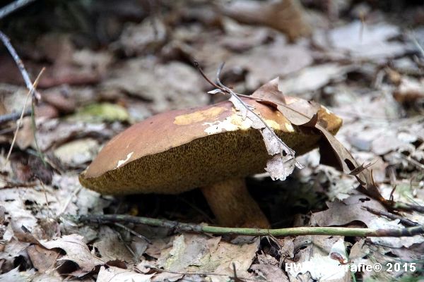 Henry-Wallinga©-Natuur-Paddestoelen-11