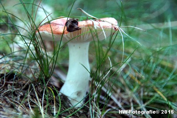 Henry-Wallinga©-Natuur-Paddestoelen-12