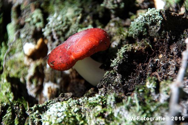 Henry-Wallinga©-Natuur-Paddestoelen-13