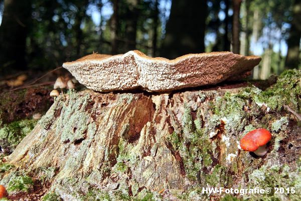 Henry-Wallinga©-Natuur-Paddestoelen-14