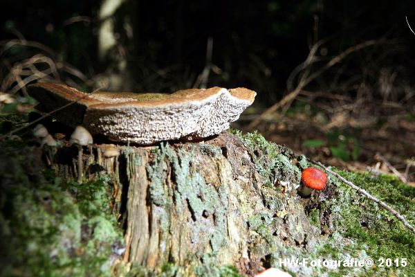 Henry-Wallinga©-Natuur-Paddestoelen-15