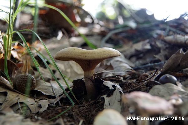 Henry-Wallinga©-Natuur-Paddestoelen-16