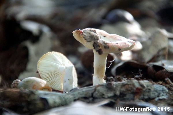 Henry-Wallinga©-Natuur-Paddestoelen-17