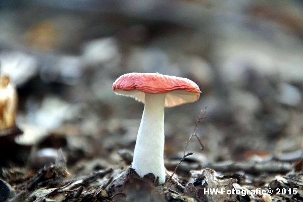 Henry-Wallinga©-Natuur-Paddestoelen-18