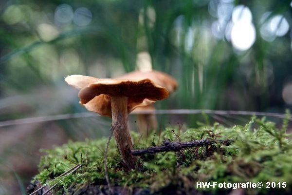 Henry-Wallinga©-Natuur-Paddestoelen-19