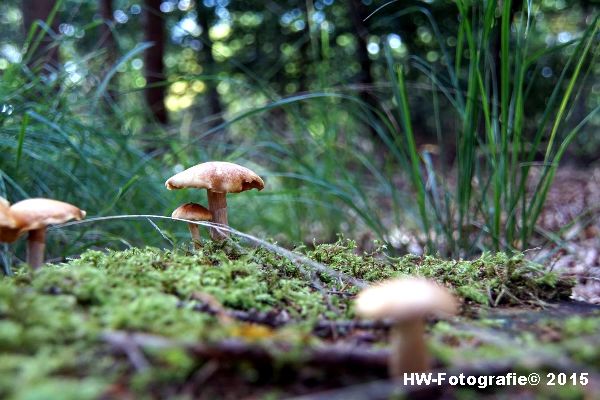 Henry-Wallinga©-Natuur-Paddestoelen-20