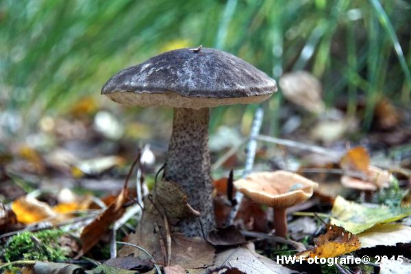 Henry-Wallinga©-Natuur-Paddestoelen-21