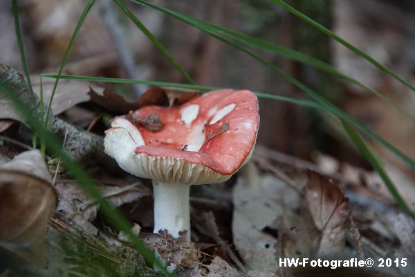 Henry-Wallinga©-Natuur-Paddestoelen-22