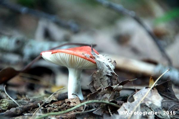 Henry-Wallinga©-Natuur-Paddestoelen-23