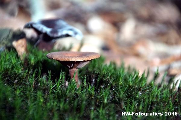 Henry-Wallinga©-Natuur-Paddestoelen-24