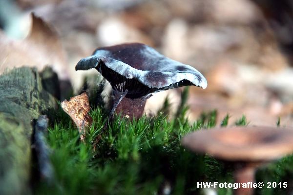 Henry-Wallinga©-Natuur-Paddestoelen-25