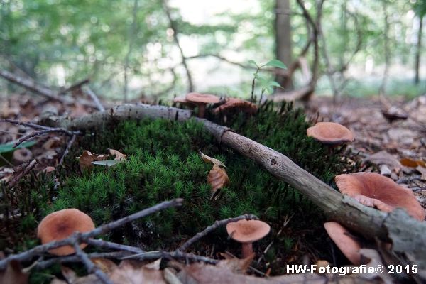 Henry-Wallinga©-Natuur-Paddestoelen-26