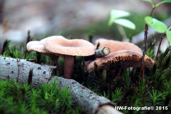 Henry-Wallinga©-Natuur-Paddestoelen-27