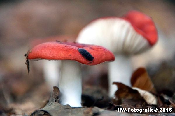 Henry-Wallinga©-Natuur-Paddestoelen-28