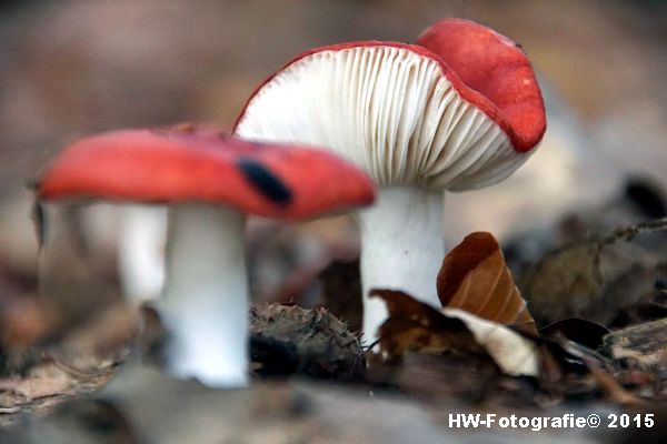 Henry-Wallinga©-Natuur-Paddestoelen-29