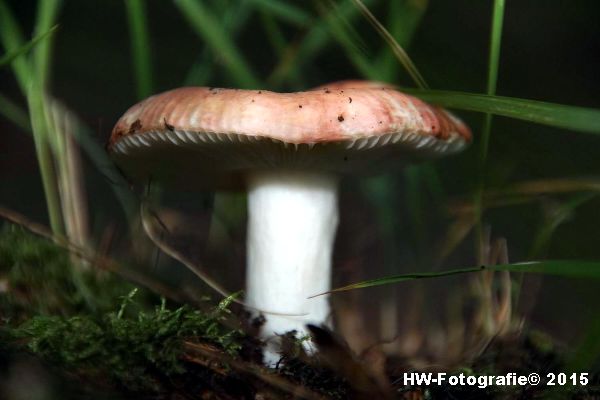 Henry-Wallinga©-Natuur-Paddestoelen-30