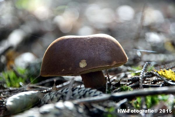 Henry-Wallinga©-Natuur-Paddestoelen-31