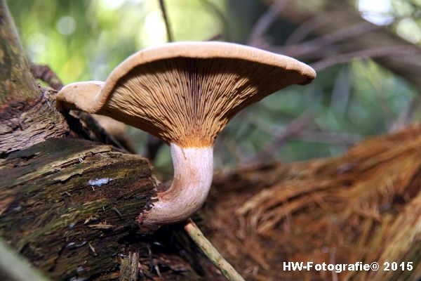 Henry-Wallinga©-Natuur-Paddestoelen-32