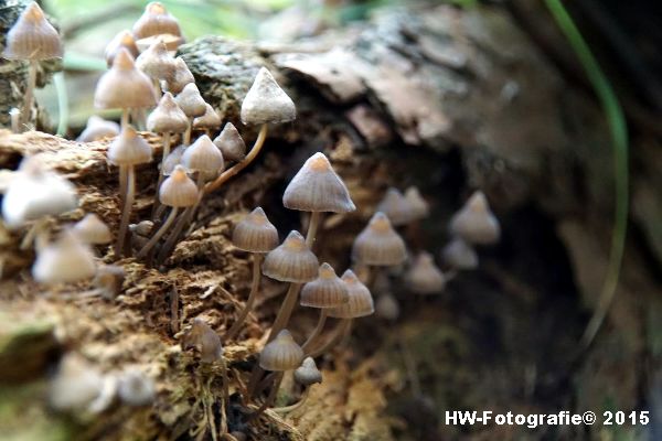 Henry-Wallinga©-Natuur-Paddestoelen-33