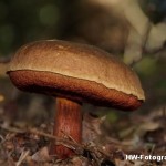 Henry-Wallinga©-Natuur-Paddestoelen-34