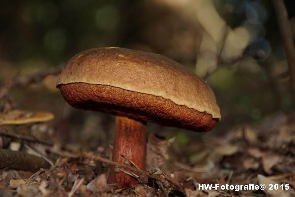 Henry-Wallinga©-Natuur-Paddestoelen-34