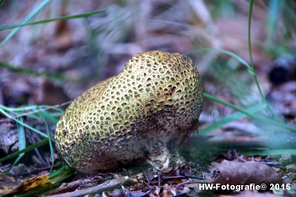 Henry-Wallinga©-Natuur-Paddestoelen-35