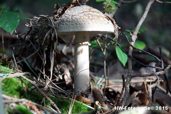 Henry-Wallinga©-Natuur-Paddestoelen-36