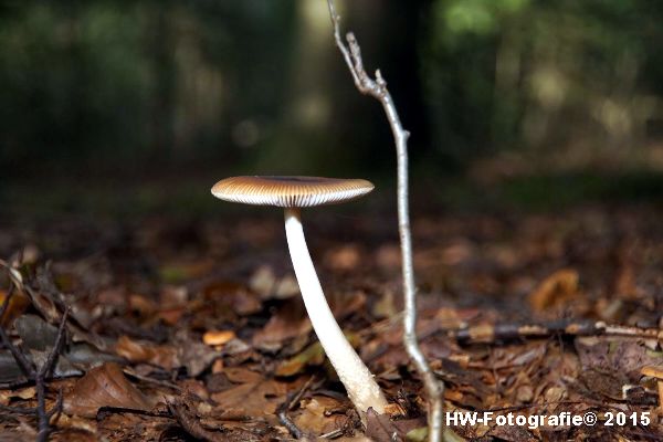 Henry-Wallinga©-Natuur-Paddestoelen-37