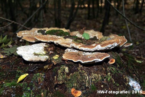 Henry-Wallinga©-Natuur-Paddestoelen-38