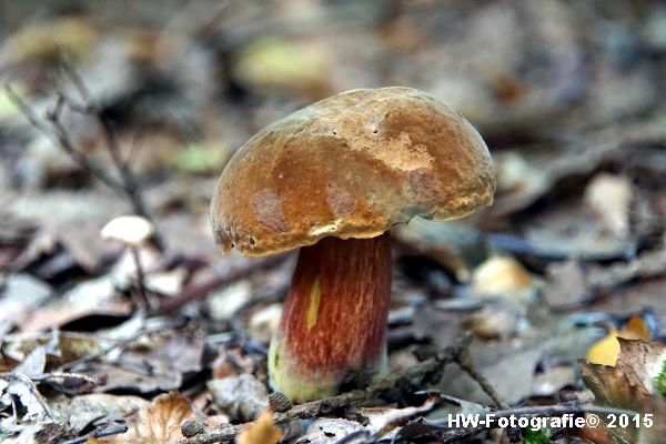 Henry-Wallinga©-Natuur-Paddestoelen-39