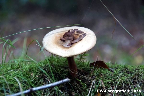 Henry-Wallinga©-Natuur-Paddestoelen-40