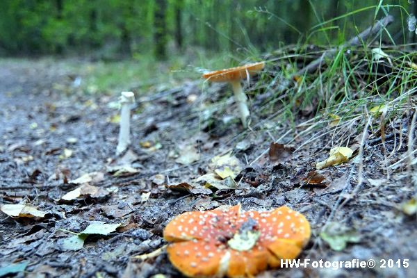 Henry-Wallinga©-Natuur-Paddestoelen-41