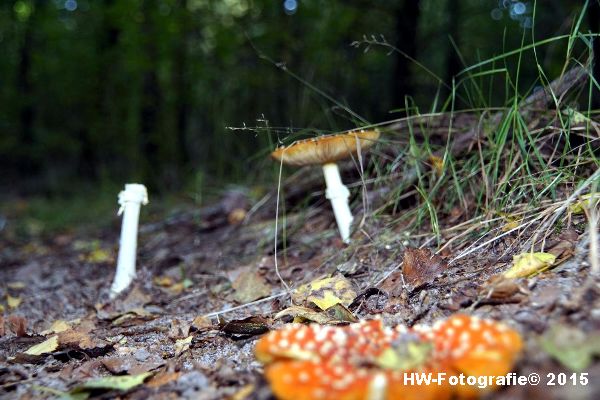 Henry-Wallinga©-Natuur-Paddestoelen-42