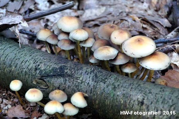 Henry-Wallinga©-Natuur-Paddestoelen-43