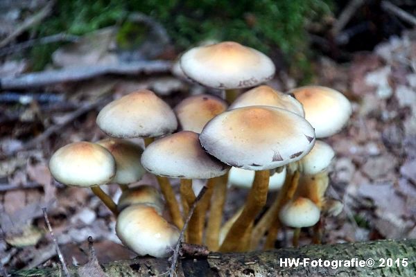 Henry-Wallinga©-Natuur-Paddestoelen-44