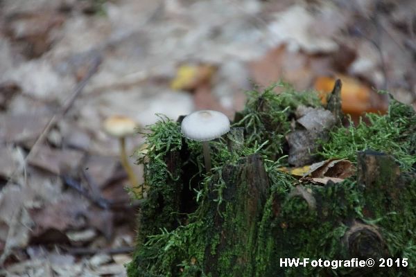 Henry-Wallinga©-Natuur-Paddestoelen-45