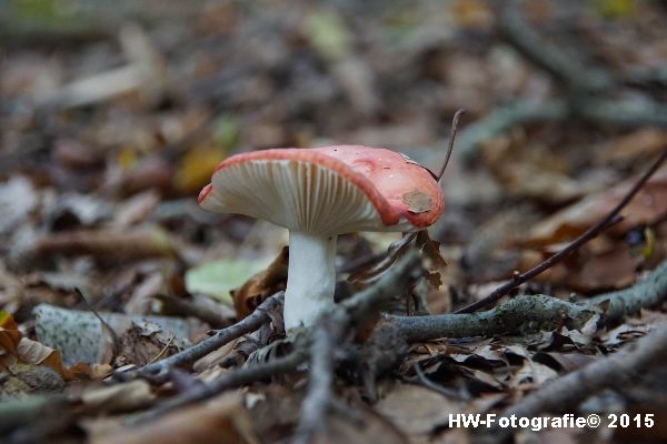 Henry-Wallinga©-Natuur-Paddestoelen-46