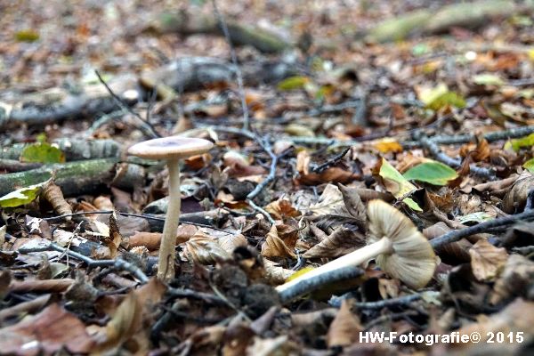 Henry-Wallinga©-Natuur-Paddestoelen-47