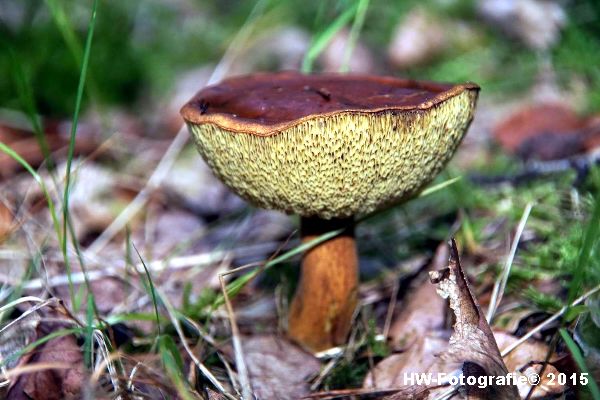 Henry-Wallinga©-Natuur-Paddestoelen-48