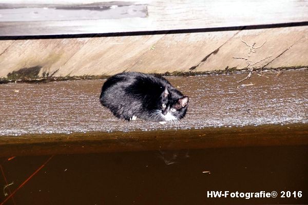 Henry-Wallinga©-Dierenhulp-Poes-Zwartsluis-01