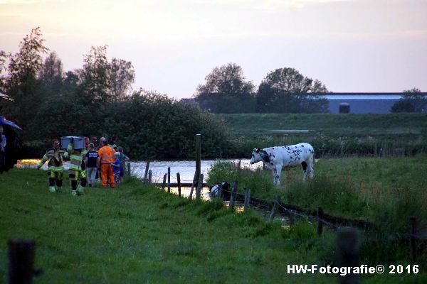 Henry-Wallinga©-Koe-Ringweg-Genemuiden-01