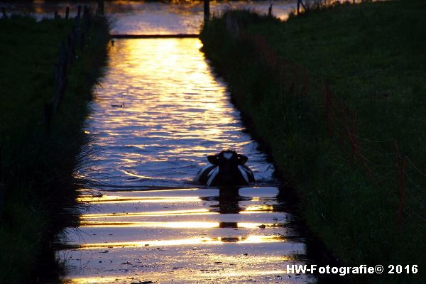 Henry-Wallinga©-Koe-Ringweg-Genemuiden-02