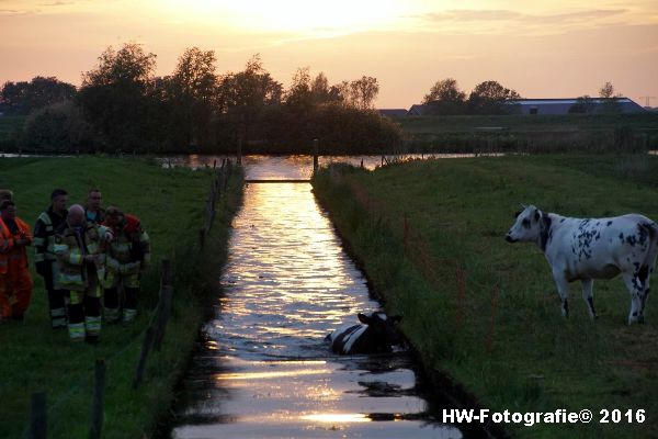 Henry-Wallinga©-Koe-Ringweg-Genemuiden-03