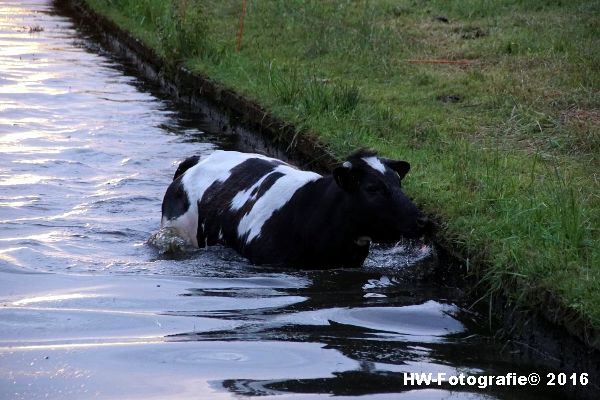 Henry-Wallinga©-Koe-Ringweg-Genemuiden-04